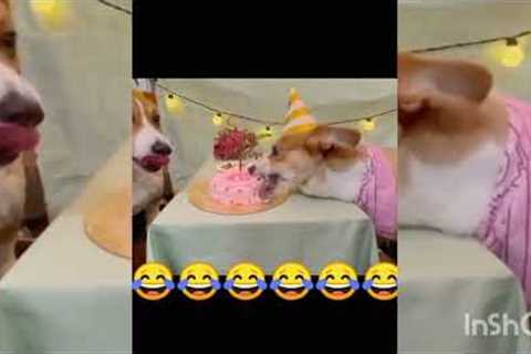 Funny Dog 😀😀😀 viral video on YouTube tranding videos 💯