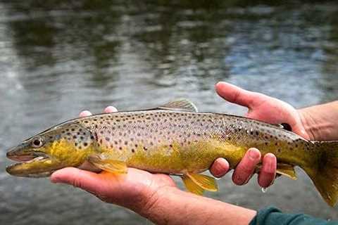 Hunting, fishing and trout stocking in Indiana plus hiking