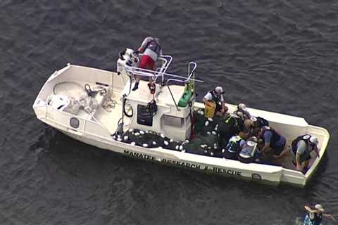 Cold-stressed manatee rescued from Bayboro Harbor