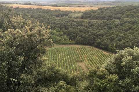 Scientists Sleuth Out Meteorite Crater at a French Winery