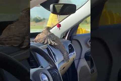 Huge hawk flies into drivers car