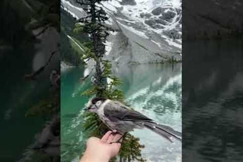 The perfect moment captured as bird lands on woman's hand