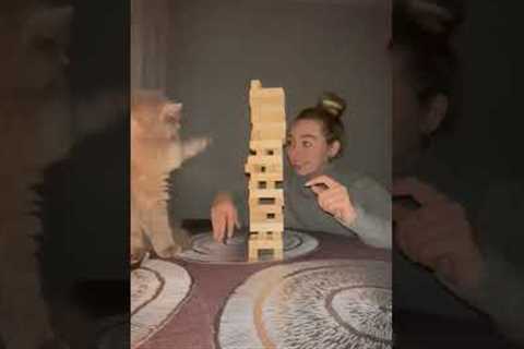 Hilarious cat asserts his turn during Jenga