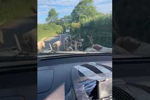 Baffled woman waits for pack of dogs to pass car