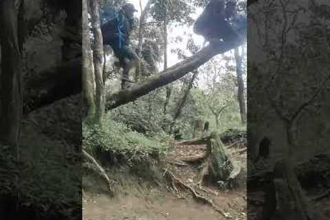 Hikers come face to face with wild boar