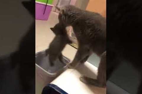 Clumsy cat drops kitten in a bin 😅