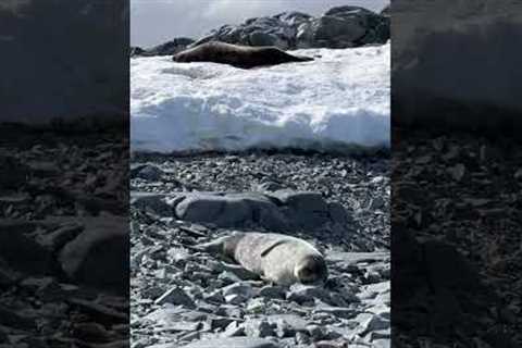 Napping seal tries to use a rock as its pillow