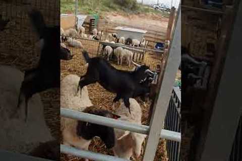 Baby goat parkours on sheep