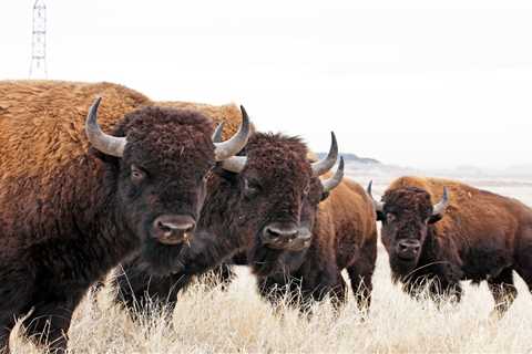 Feds Announce Plan to Restore Bison Populations and Improve America’s Grasslands