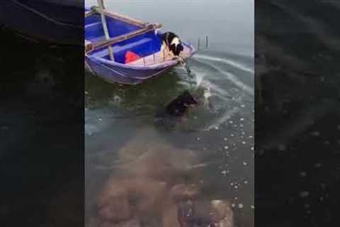 Heroic dog saves friend trapped on boat