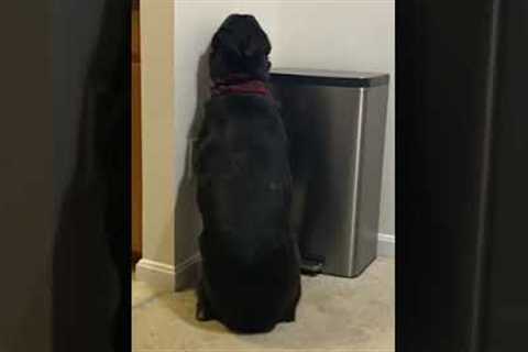 Hilarious dog puts itself in time out