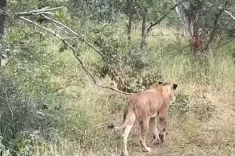 Baby giraffe kicks lion twice after it jumped on its back