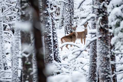 Is Wildlife in Trouble This Winter? Here’s Why Biologists Aren’t Too Concerned About Winterkill