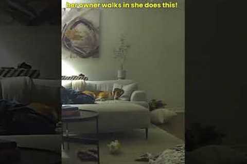 Dog ninja rolls off the sofa when owner walks in