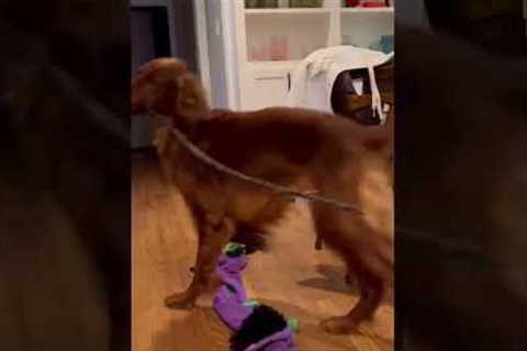 Stubborn dog refuses to let go of stick