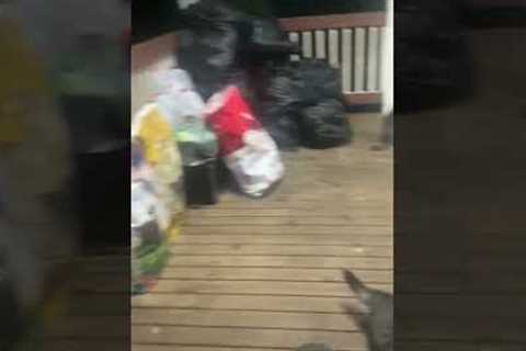 Kind man feeds stray cats on porch every night