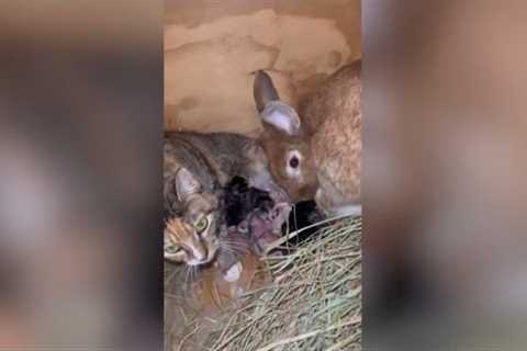 Cat and rabbit co-parent their litters and FEED each other's babies