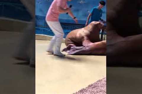 Naughty walrus slaps friend