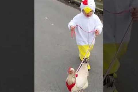 Little girl takes her chicken for a walk