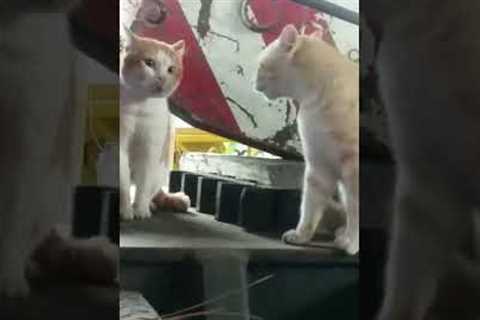 Two cats have a serious talk