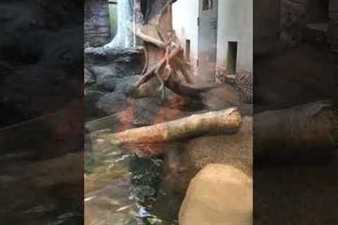 Hilarious otter can't stop spinning