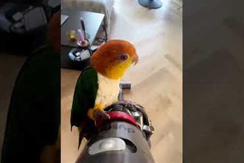 Freek the parrot loves to ride vacuum cleaner