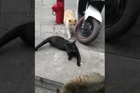 Cat catches sneaky partner cheating 😱