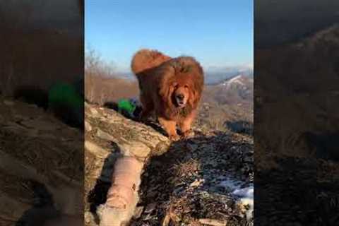 Protective Tibetan Mastiff watches over smaller dogs