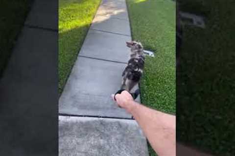 Stubborn puppy dramatically flops when going for walks