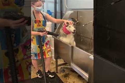 Dramatic husky dog yells while getting groomed