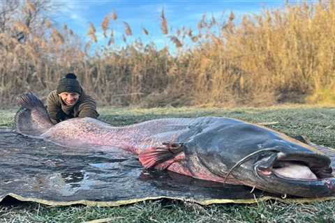 220-Pound Wels Catfish Tows Angler for a Mile Down the River Ebro