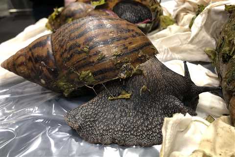 Six giant, dangerous snails confiscated at the Detroit Metropolitan Airport