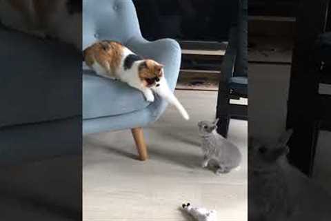 Scaredy cat can't handle tiny bunny