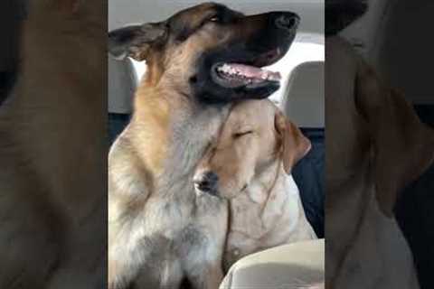 Dog sleeps on friends shoulder during car ride