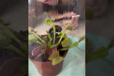 'This is so incredible!' - Toddler's react to Hungry Venus flytrap