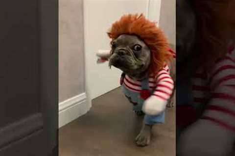 French bulldog dressed as Chucky 😨