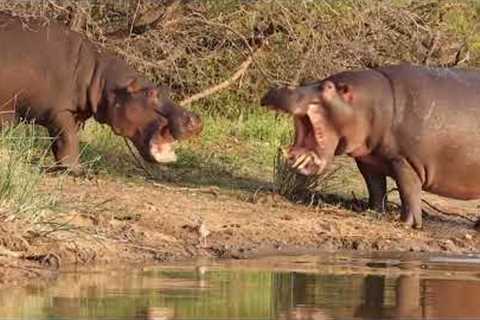 Brave hippo mum defends her baby from obnoxious male