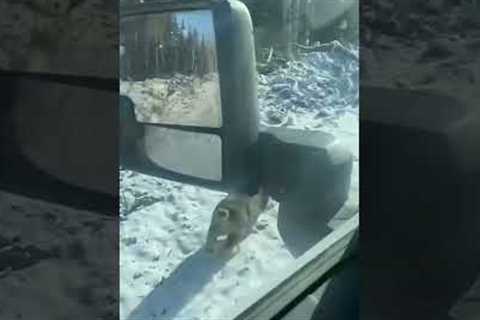 Lynx cat approaches car