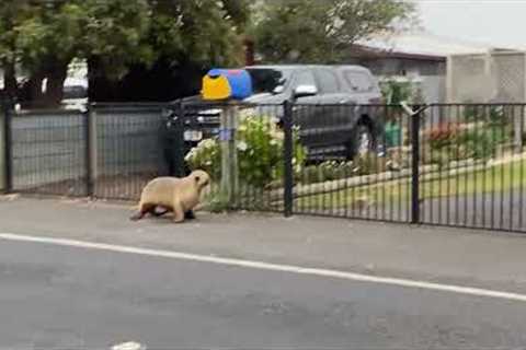 Wild baby sea lion seen walking on streets of New Zealand