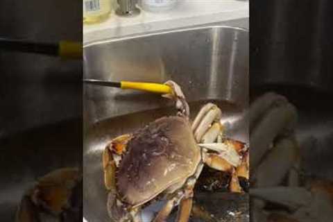 Live crab gets a hold of a knife