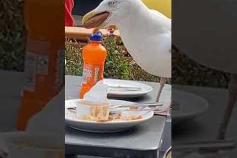 Seagull swallows a whole Sausage