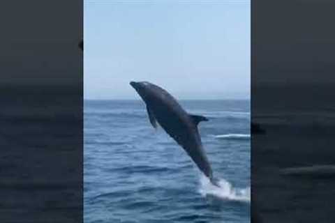 Bottlenose Dolphin Jumps 10ft In The Air 😱