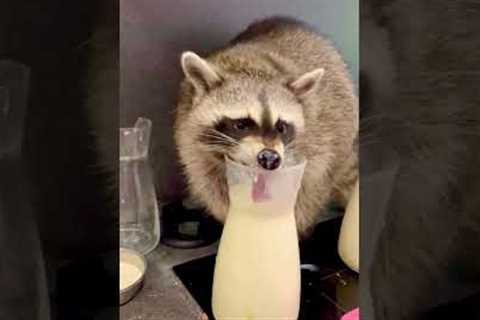 Fritzi the rescue raccoon enjoying milk