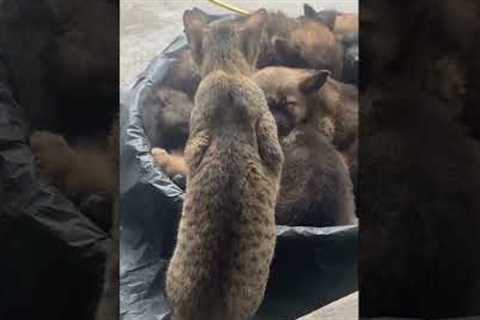 Cute Cat Looks After Sleeping Puppies