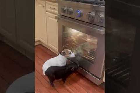 Small dog and mini pig hang out by the warm oven