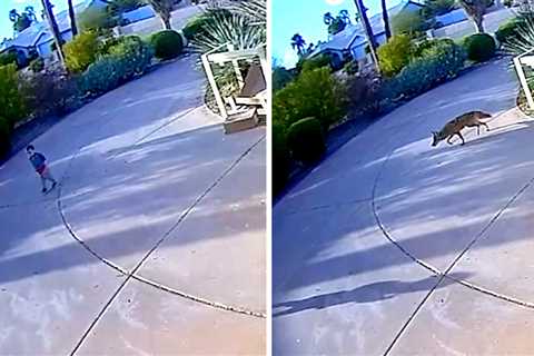 Coyote Attacks Two Toddlers in Arizona Suburb