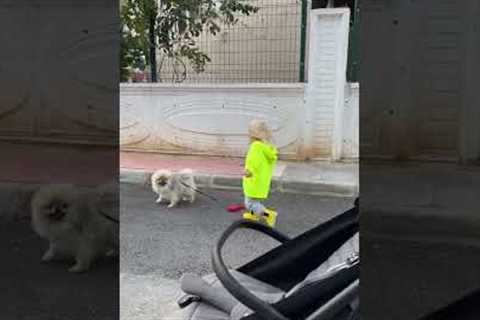 Hilarious toddler takes dog for a walk