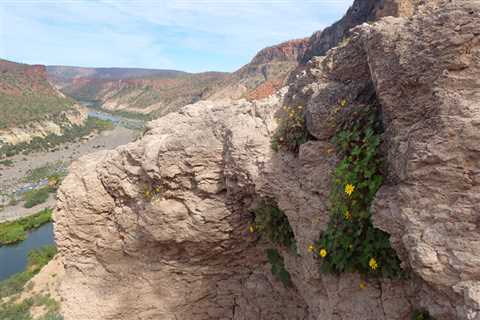 With rapidly increasing heat and drought, can plants adapt?