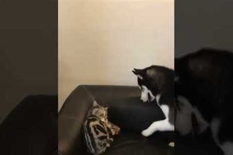 Protective cat punches husky