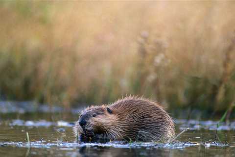 Beaver Trapping Basics: Everything You Need to Know to Get Started